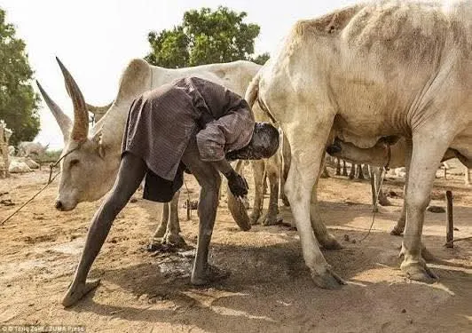 Dinka community members and cattle during a cultural tour in South Sudan