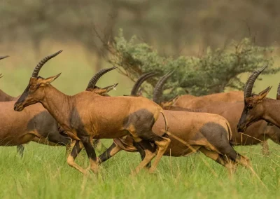 Antelope moving across the open grasslands of the Boma and Badingilo landscape, home to one of Africa’s great wildlife migrations.