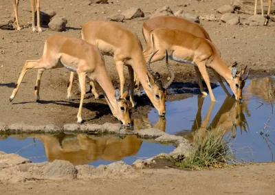 Antelope moving across the open grasslands of the Boma and Badingilo landscape, home to one of Africa’s great wildlife migrations.