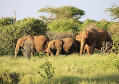 Elephants roaming the woodland and riverbank near the Nile in Nimule National Park, South Sudan. Wildlife sightings vary by season and are never guaranteed.