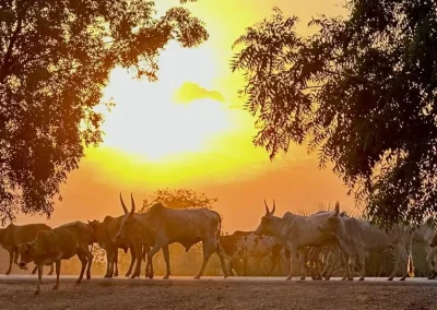 Discover the Mundari people of South Sudan, their long-horned cattle, camp life and traditions, and how to visit a Mundari cattle camp from Juba.