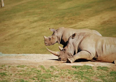 northern white rhinoceros is part of south sudan wildlife