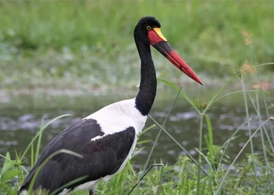 saddle-billed-stork-is-in-the-native-animals-of-south-sudan